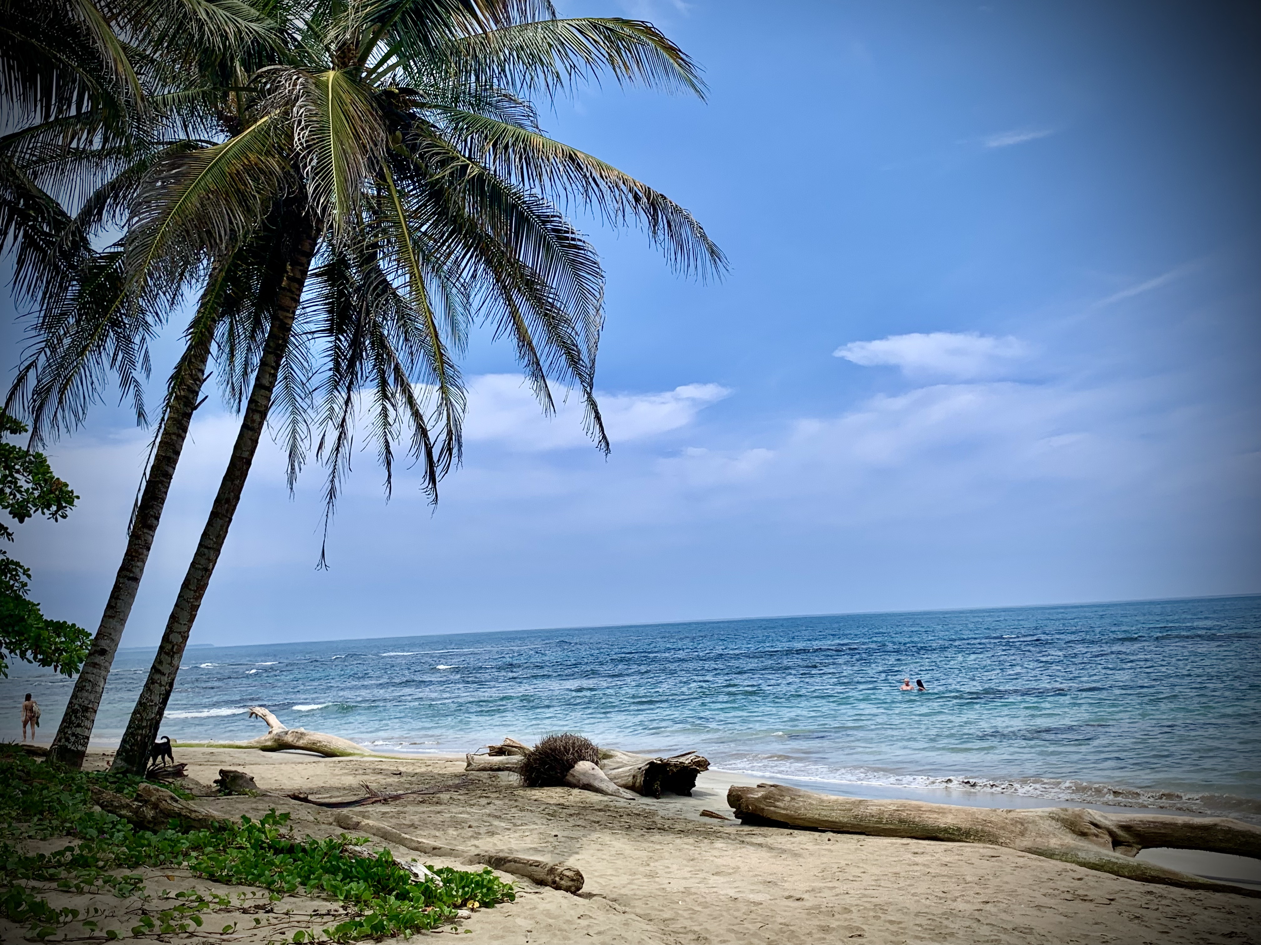 Palm trees and driftwood along a beach on Costa Rica's Caribbean coast